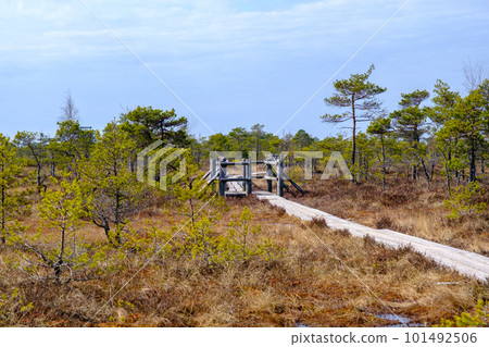 Wooden walking dock in the swamp of Kemeru National Park in Latvia. 101492506