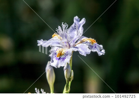 The flower of the fringed iris of the family Iridaceae is a perennial herb. 101492725