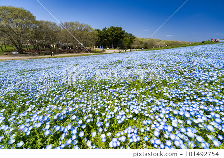 茨城縣常陸那珂市春天的常陸海濱公園 茨城縣常陸那珂市春天的常陸海濱公園 101492754