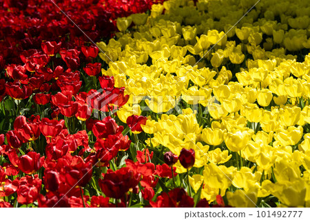 Hitachi Seaside Park in spring: tulips in full bloom, Hitachinaka City, Ibaraki Prefecture 101492777