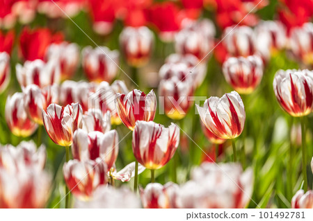 Hitachi Seaside Park in spring: tulips in full bloom, Hitachinaka City, Ibaraki Prefecture Hitachi Seaside Park in spring: tulips in full bloom, Hitachinaka City, Ibaraki Prefecture 101492781