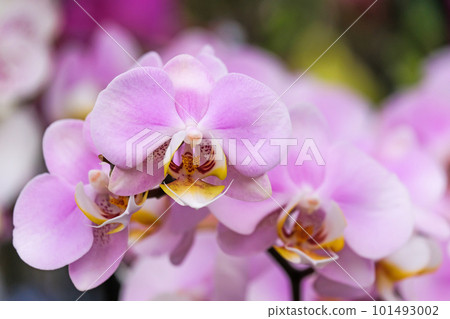 Blooming phalaenopsis orchid in a greenhouse 101493002