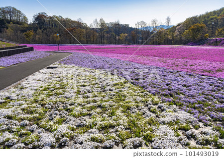 栃木縣市海町清晨的芝櫻公園 蔚藍的天空和盛開的芝櫻 栃木縣市海町清晨的芝櫻公園 蔚藍的天空和盛開的芝櫻 101493019