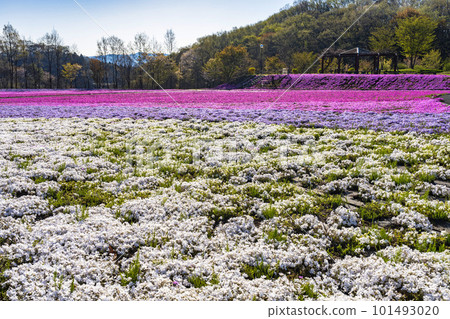 栃木縣市海町清晨的芝櫻公園 蔚藍的天空和盛開的芝櫻 栃木縣市海町清晨的芝櫻公園 蔚藍的天空和盛開的芝櫻 101493020