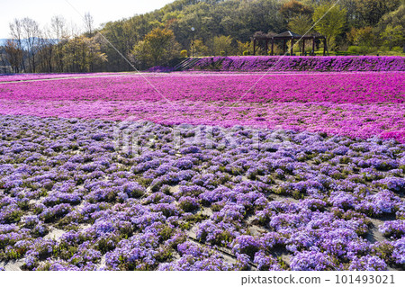 栃木縣市海町清晨的芝櫻公園 蔚藍的天空和盛開的芝櫻 栃木縣市海町清晨的芝櫻公園 蔚藍的天空和盛開的芝櫻 101493021