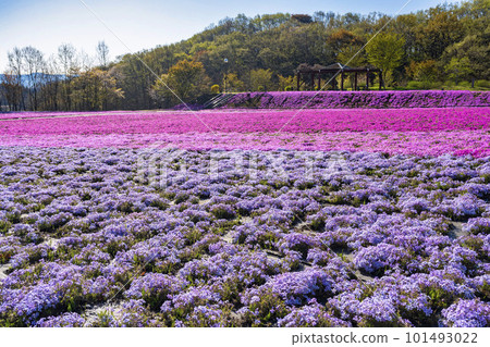 栃木縣市海町清晨的芝櫻公園 蔚藍的天空和盛開的芝櫻 栃木縣市海町清晨的芝櫻公園 蔚藍的天空和盛開的芝櫻 101493022