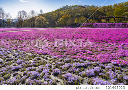 栃木縣市海町清晨的芝櫻公園 蔚藍的天空和盛開的芝櫻 栃木縣市海町清晨的芝櫻公園 蔚藍的天空和盛開的芝櫻 101493023