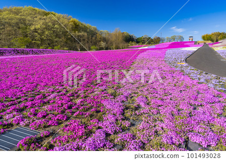 Shibazakura Park in Ichikai Town in the early morning Blue sky and Shibazakura in full bloom Ichikai Town, Tochigi Prefecture 101493028