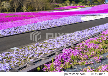 Shibazakura Park in Ichikai Town in the early morning Blue sky and Shibazakura in full bloom Ichikai Town, Tochigi Prefecture 101493044
