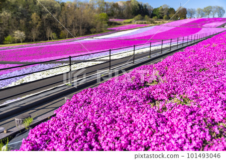 栃木縣市海町清晨的芝櫻公園 蔚藍的天空和盛開的芝櫻 栃木縣市海町清晨的芝櫻公園 蔚藍的天空和盛開的芝櫻 101493046