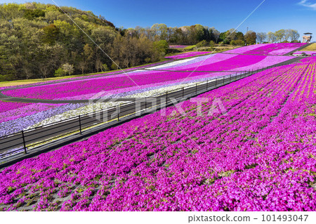 栃木縣市海町清晨的芝櫻公園 蔚藍的天空和盛開的芝櫻 栃木縣市海町清晨的芝櫻公園 蔚藍的天空和盛開的芝櫻 101493047