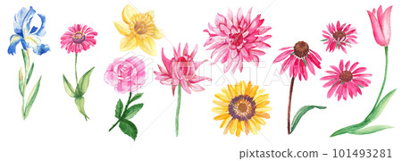 Big floral watercolor set. Garden flowers. Hand drawn botanical illustration isolated on white background. Botanical collection. Can be used for stickers, cards, farbic prints, cosmetic packaging 101493281