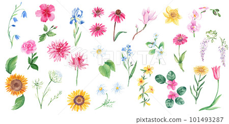 Big floral watercolor set. Wild, exotic, garden, tree flowers, herbs. Hand drawn botanical illustration isolated on white background. Botanical collection. Can be used for stickers, cards, farbic 101493287