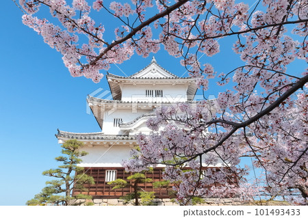 [Kagawa Prefecture] Marugame Castle in spring when cherry blossoms bloom (existing castle tower and stone wall famous castle) 101493433