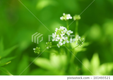 Common soup 101493521