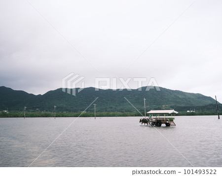 Buffalo car Buffalo car 101493522