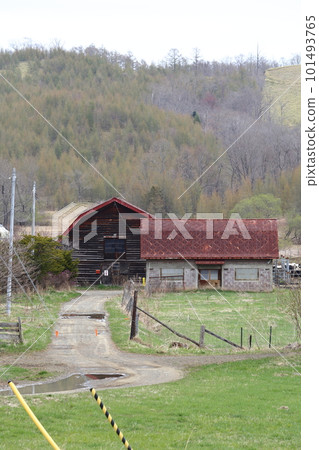 北海道Ku路的一個農場風景 101493765