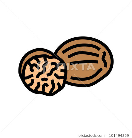 nutmeg food herb color icon vector illustration 101494269
