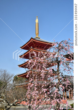 A five-storied pagoda and plum blossoms that shine against the blue sky (Joshinzan Ganshoji Temple) [Tondabayashi City, Osaka Prefecture] 101494447