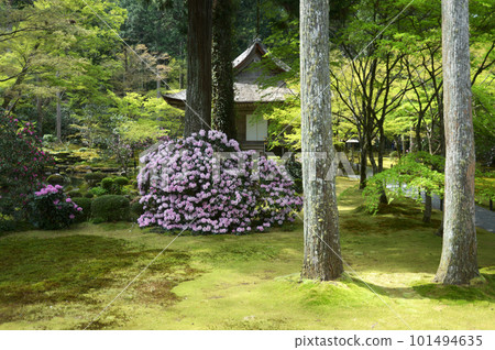 京都市左京區大原春天三千院和大城極樂院 101494635