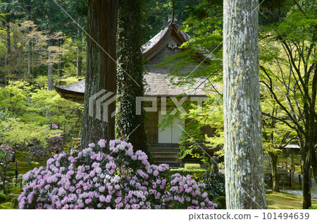 Spring Sanzen-in Garden and Ojo Gokuraku-in Ohara, Sakyo-ku, Kyoto 101494639
