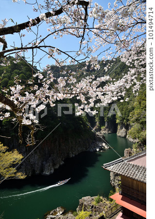 Dorokyo的櫻花[奈良縣十津川村] 101494714