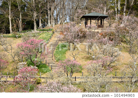 Nishikori Park in early spring with plum blossoms [Nishikori, Tondabayashi City, Osaka Prefecture] 101494903
