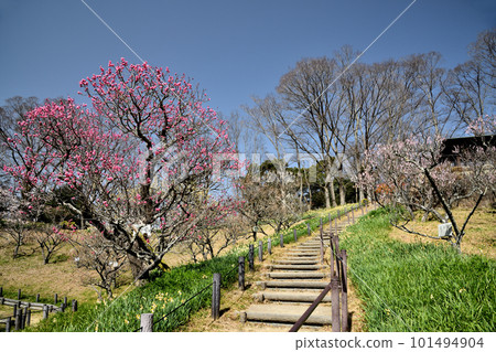初春梅花的錦織公園[大阪府富田林市錦織] 101494904