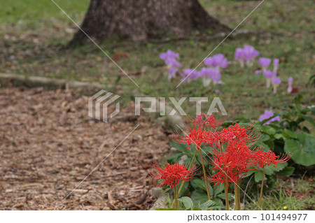 Cluster amaryllis Cluster amaryllis 101494977