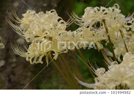 群集孤挺花 群集孤挺花 101494982