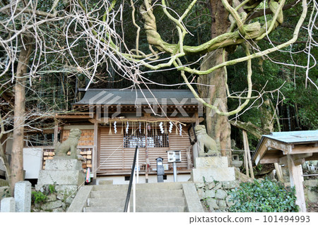 Koshigami Shrine with an old wisteria tree [Tondabayashi City, Osaka Prefecture] 101494993