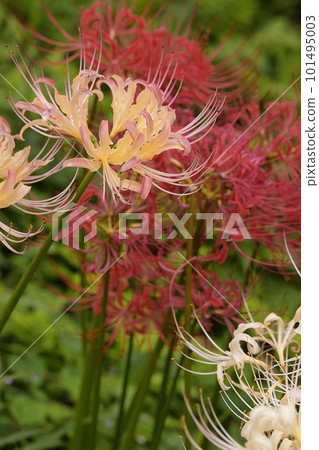 Cluster amaryllis 101495003