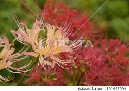 Cluster amaryllis Cluster amaryllis 101495004