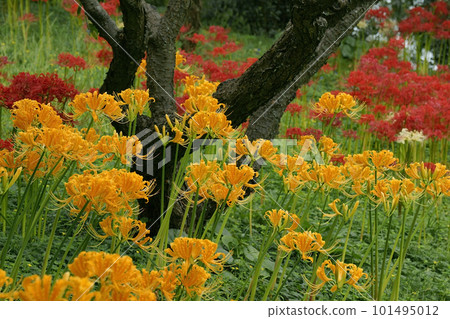 Cluster amaryllis Cluster amaryllis 101495012
