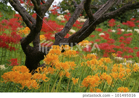 Cluster amaryllis Cluster amaryllis 101495016