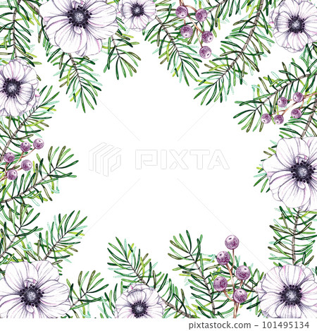 Watercolor square Christmas frame made of pine needles and anemones on a white background Watercolor square Christmas frame made of pine needles and anemones on a white background 101495134