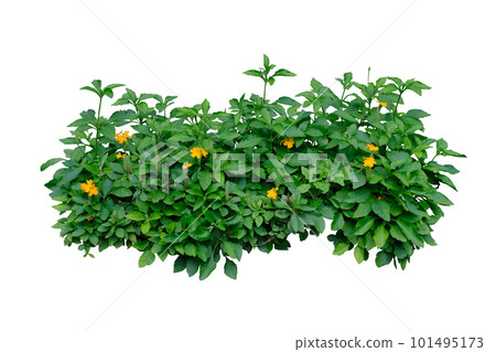 Crossandra infundibuliformis (Firecracker Flower),The Herb Plant, Bush Crossandra infundibuliformis (Firecracker Flower),The Herb Plant, Bush 101495173