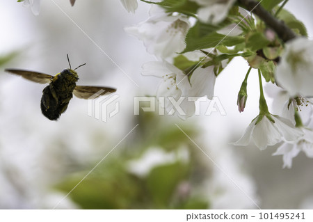 A carpenter bee sucking nectar from cherry blossoms in full bloom 101495241