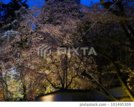Night cherry blossoms at Miidera in Shiga Night cherry blossoms at Miidera in Shiga 101495309