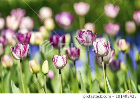 春天的常陸海濱公園：鬱金香盛開，茨城縣常陸那珂市 101495425