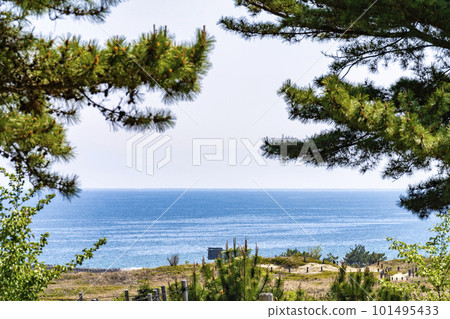 Hitachi Seaside Park in spring, pine forest and Pacific Ocean seen from sand dune observation park, Hitachinaka City, Ibaraki Prefecture 101495433