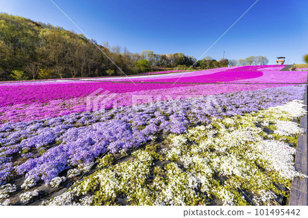 Shibazakura Park in Ichikai Town in the early morning Blue sky and Shibazakura in full bloom Ichikai Town, Tochigi Prefecture 101495442