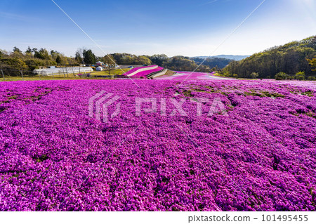 栃木縣市海町清晨的芝櫻公園 蔚藍的天空和盛開的芝櫻 101495455
