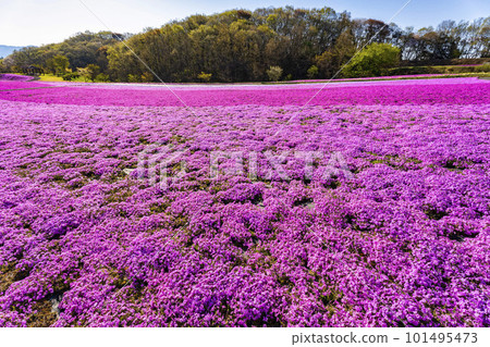 栃木縣市海町清晨的芝櫻公園 蔚藍的天空和盛開的芝櫻 栃木縣市海町清晨的芝櫻公園 蔚藍的天空和盛開的芝櫻 101495473