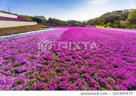 Shibazakura Park in Ichikai Town in the early morning Blue sky and Shibazakura in full bloom Ichikai Town, Tochigi Prefecture Shibazakura Park in Ichikai Town in the early morning Blue sky and Shibazakura in full bloom Ichikai Town, Tochigi Prefecture 101495477