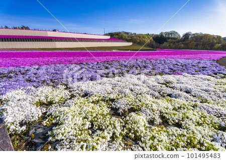 栃木縣市海町清晨的芝櫻公園 蔚藍的天空和盛開的芝櫻 栃木縣市海町清晨的芝櫻公園 蔚藍的天空和盛開的芝櫻 101495483