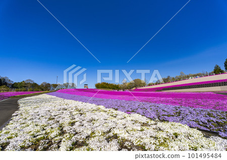栃木縣市海町清晨的芝櫻公園 蔚藍的天空和盛開的芝櫻 101495484