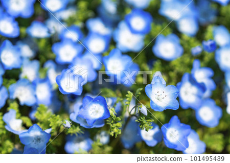 Hitachi Seaside Park in spring, nemophila in full bloom, Hitachinaka City, Ibaraki Prefecture 101495489