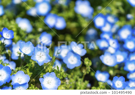 Hitachi Seaside Park in spring, nemophila in full bloom, Hitachinaka City, Ibaraki Prefecture 101495490