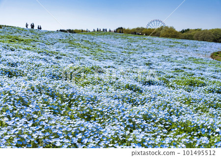 Hitachi Seaside Park in spring, nemophila in full bloom, Hitachinaka City, Ibaraki Prefecture 101495512